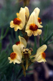 Linaria tristis